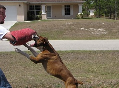 Dog Aggression