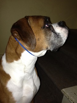 Alpha Omega Collar