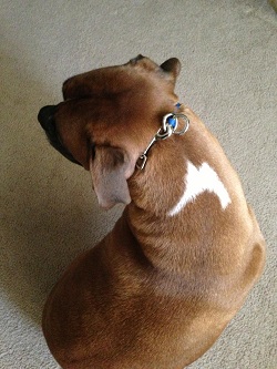 Alpha Omega Collar