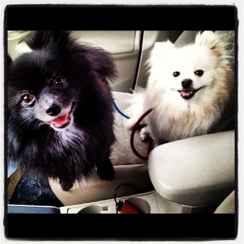 Onyx and Reina